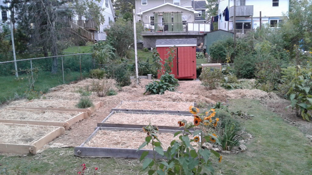A backyard with raised beds, straw mulch, sunflowers and a shed