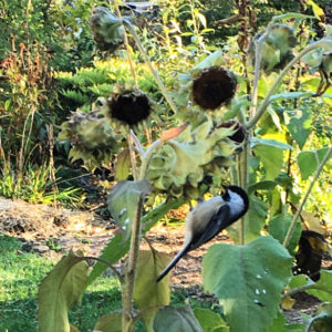 Chickadee feeds from a sunflower plant