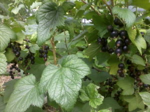 Black currants on the shrub