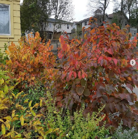 a hazel bush grows 6 to 15 feet and provides fall colour
