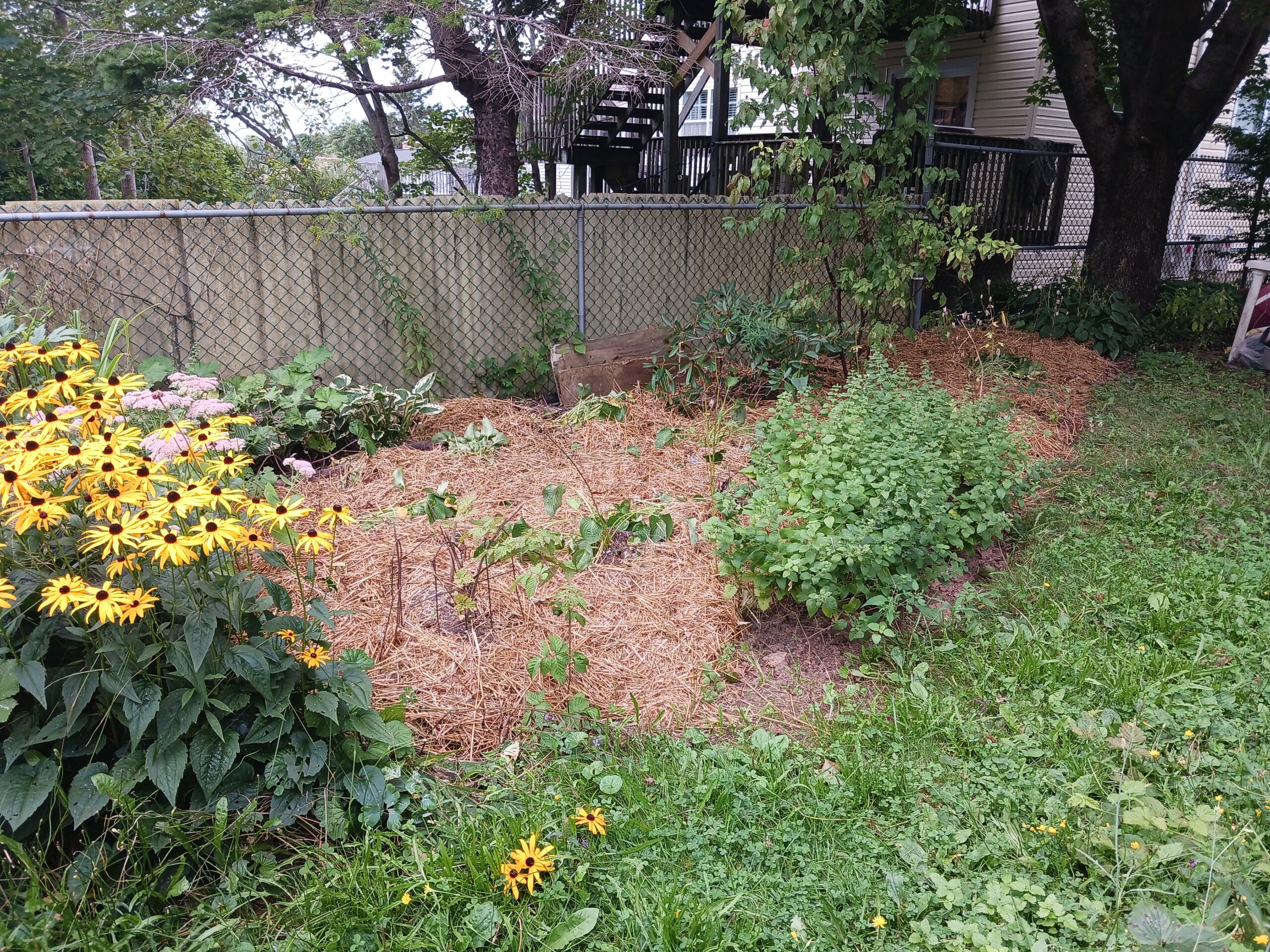 Brown eyed susans in a border. The future site of pawpaw trees