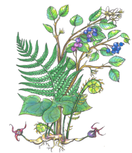 An illustration of Wild Ginger, fiddlehead ferns, and a saskatoon berry shrub with berries